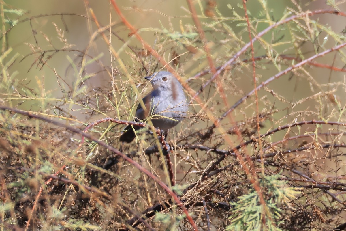 California Gnatcatcher - ML641811956
