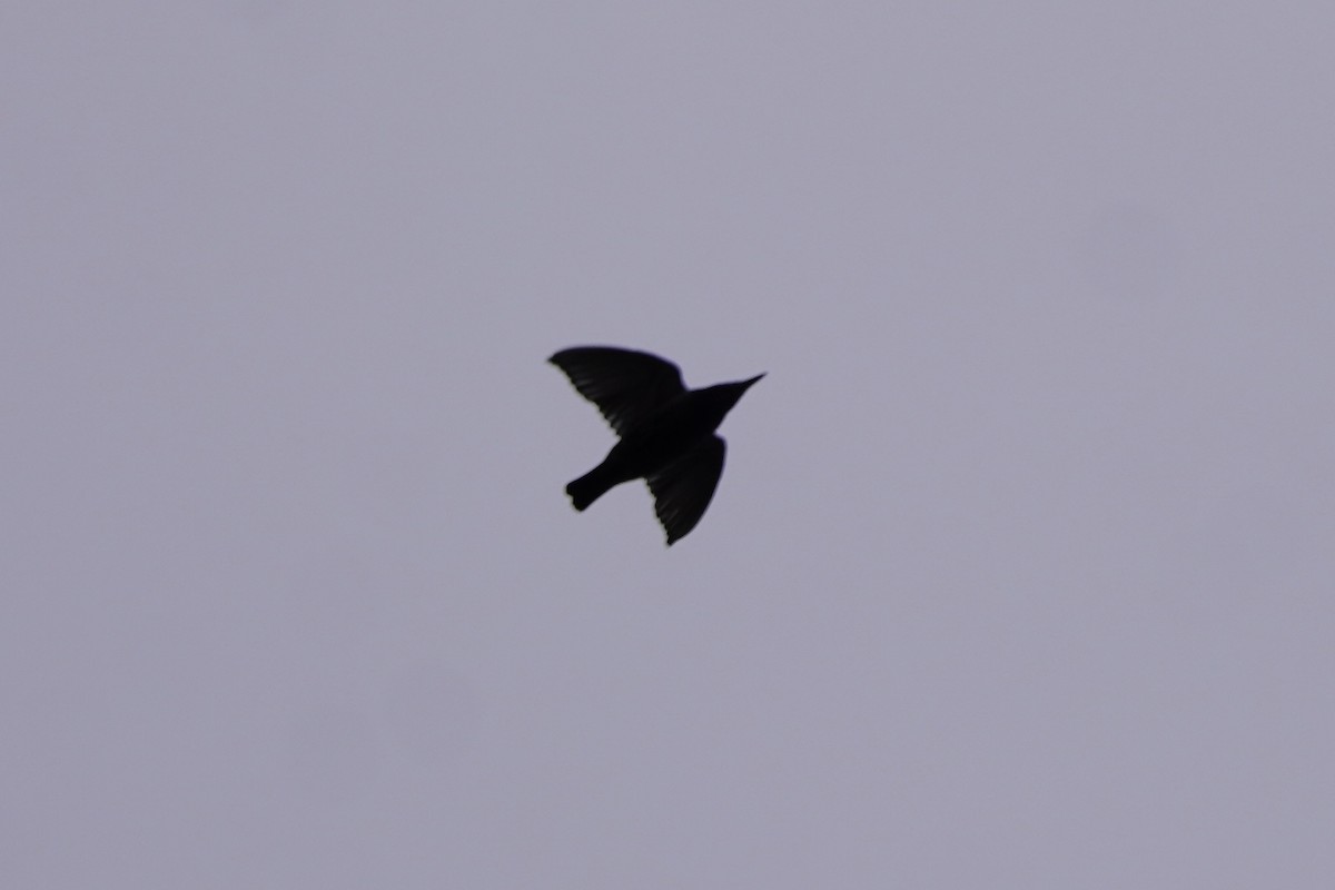 European Starling - ML641811959