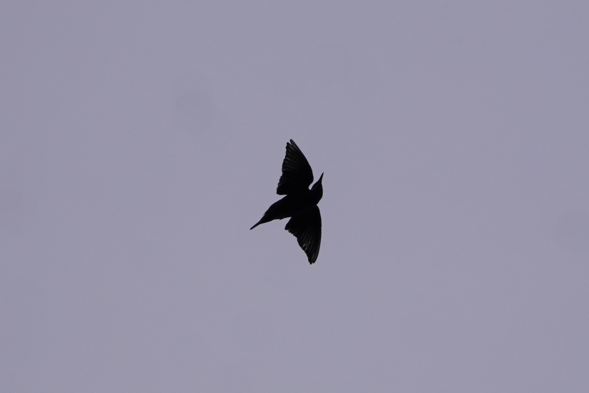 European Starling - ML641811960