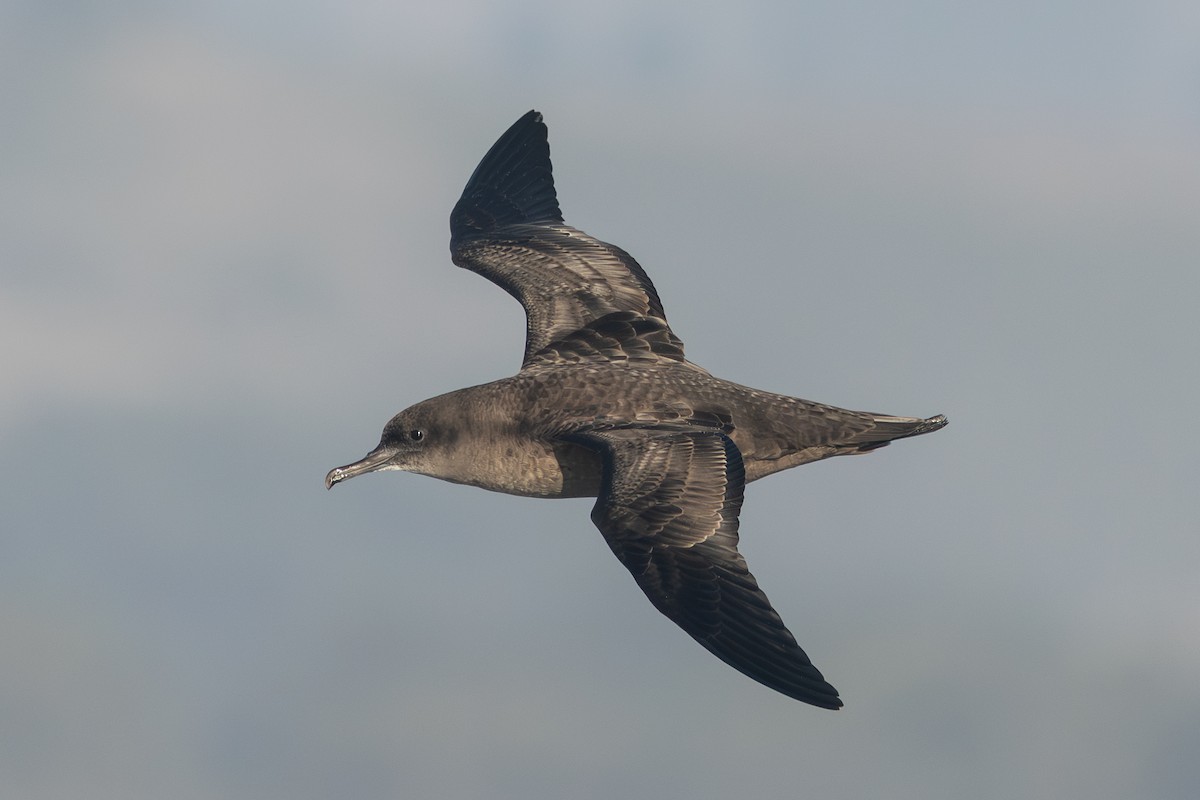 Sooty Shearwater - ML641811963