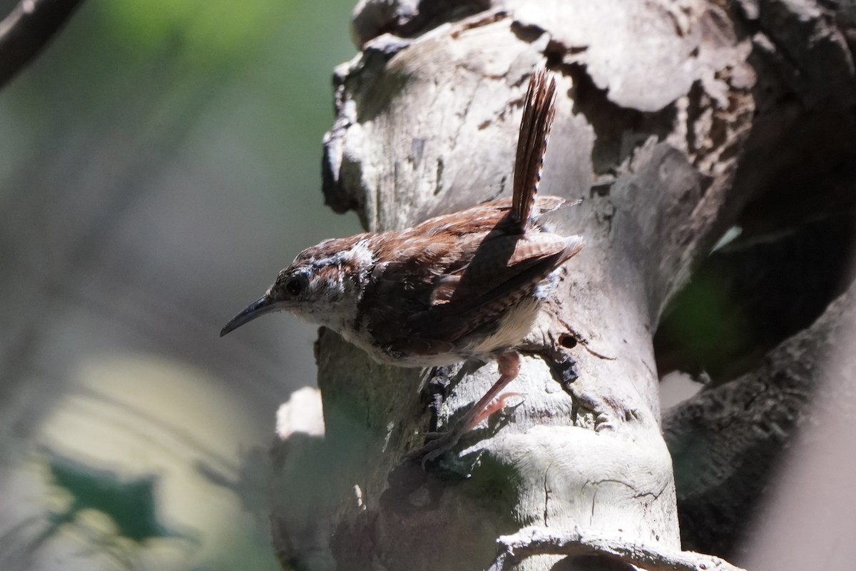 Carolina Wren - ML641811964