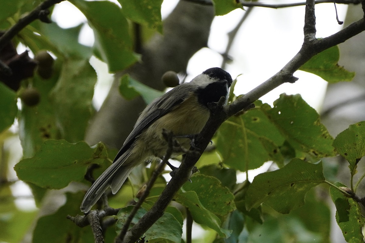 Carolina Chickadee - ML641811970