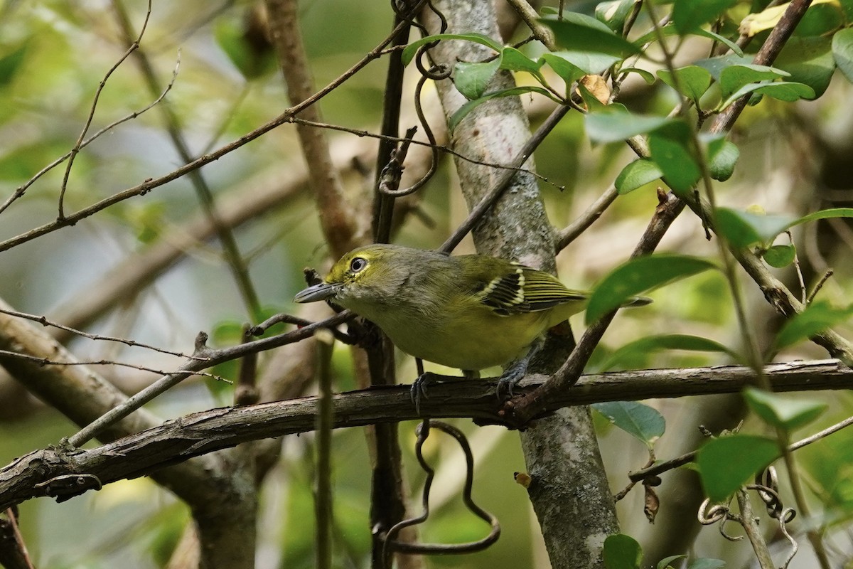 White-eyed Vireo - ML641811975