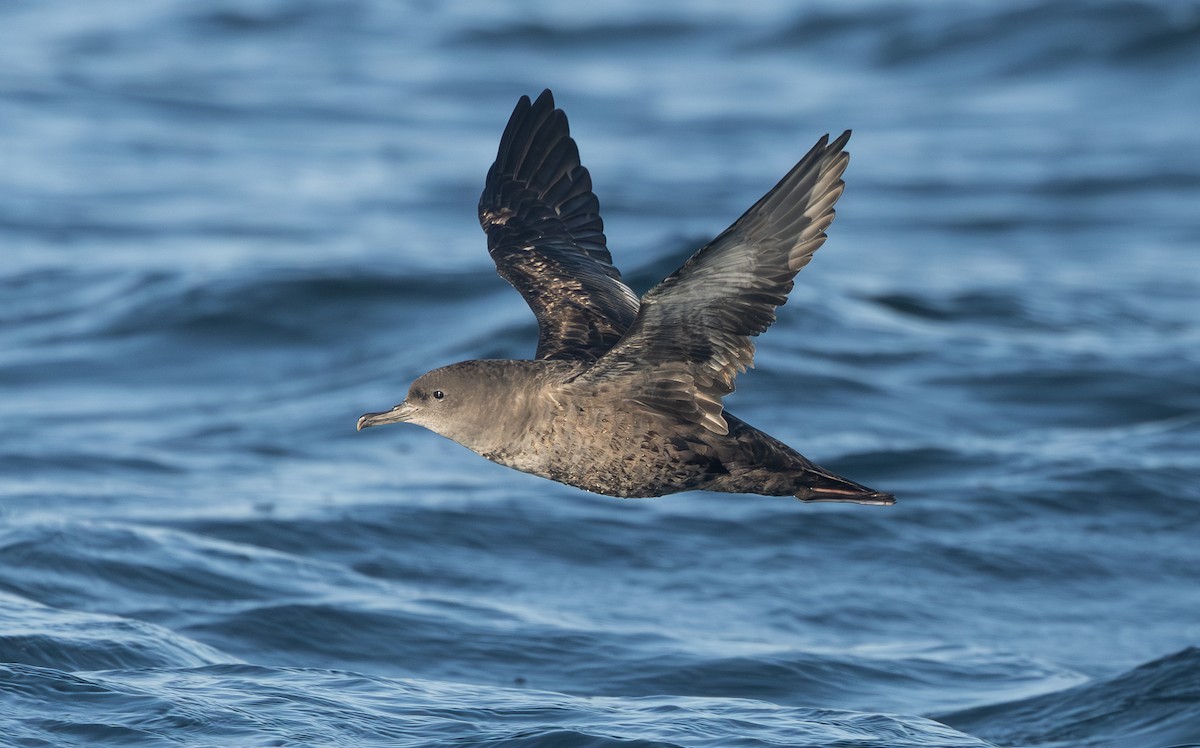 Sooty Shearwater - ML641811981