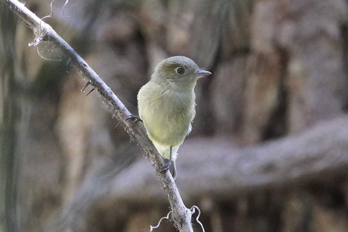 Least Flycatcher - ML641811983
