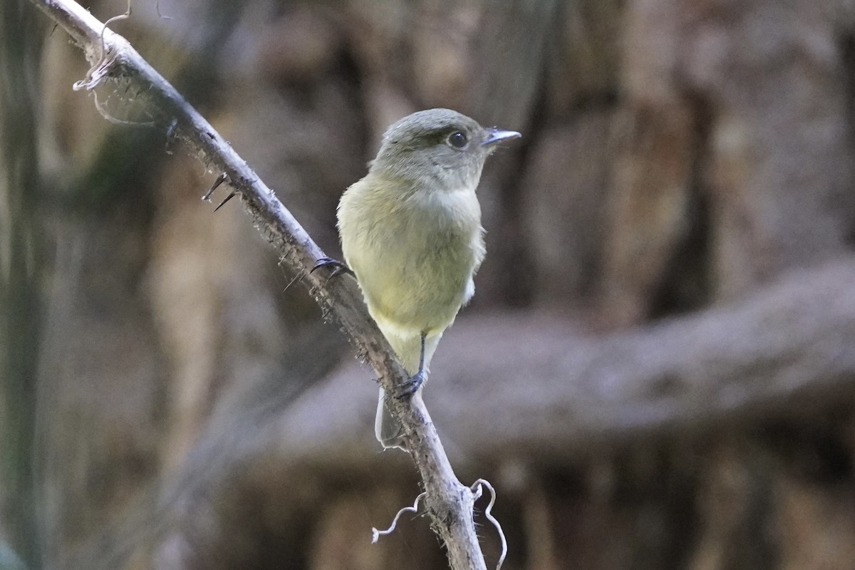 Least Flycatcher - ML641811984