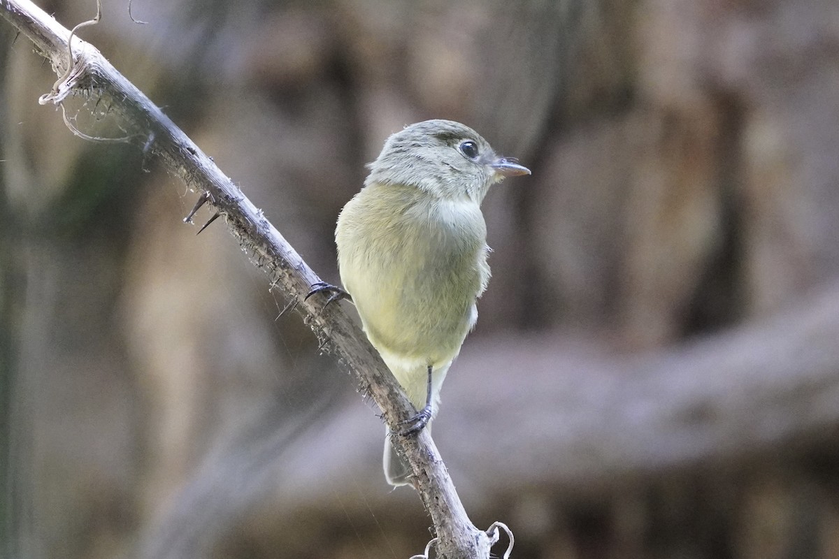 Least Flycatcher - ML641811985