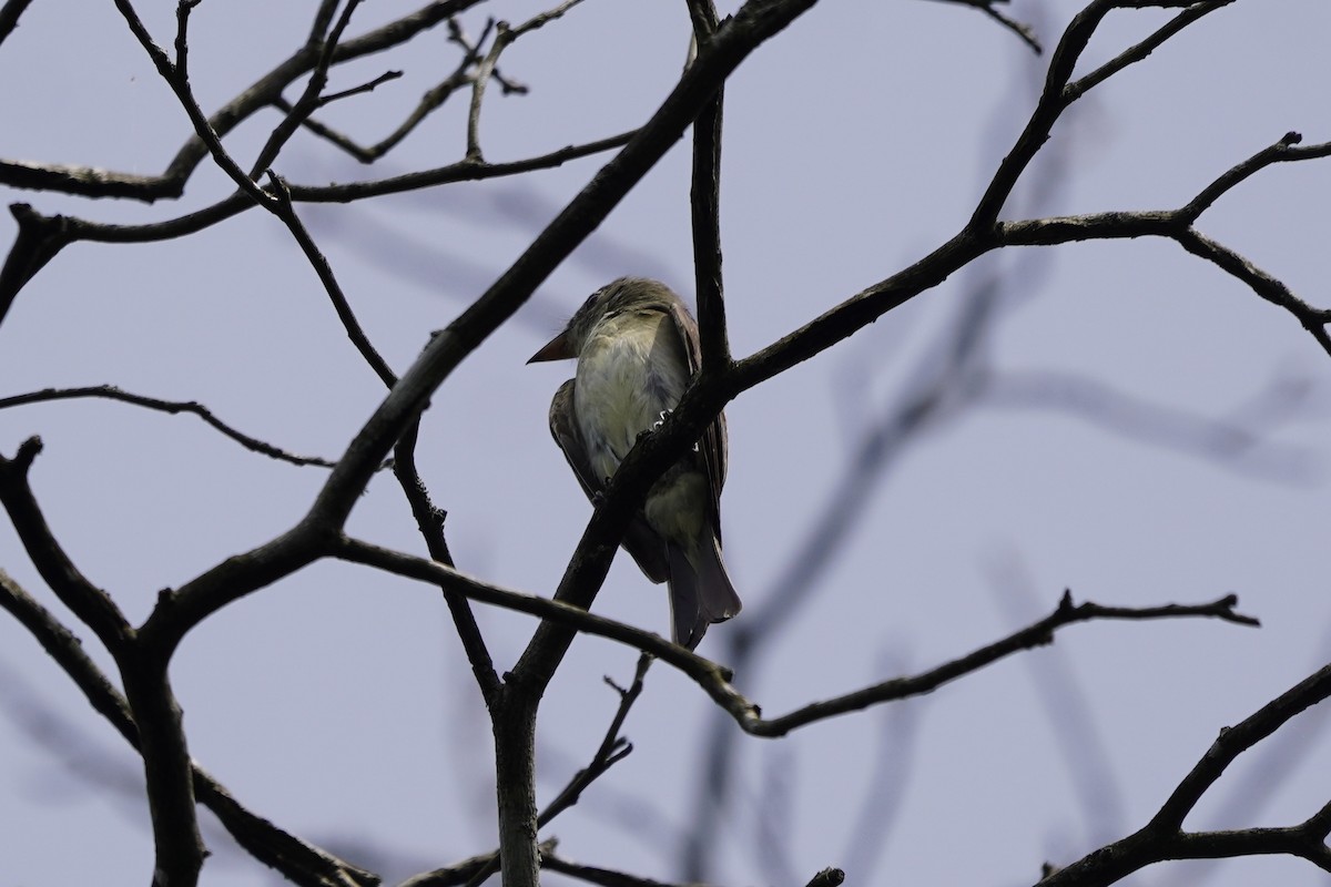 Eastern Wood-Pewee - ML641811987