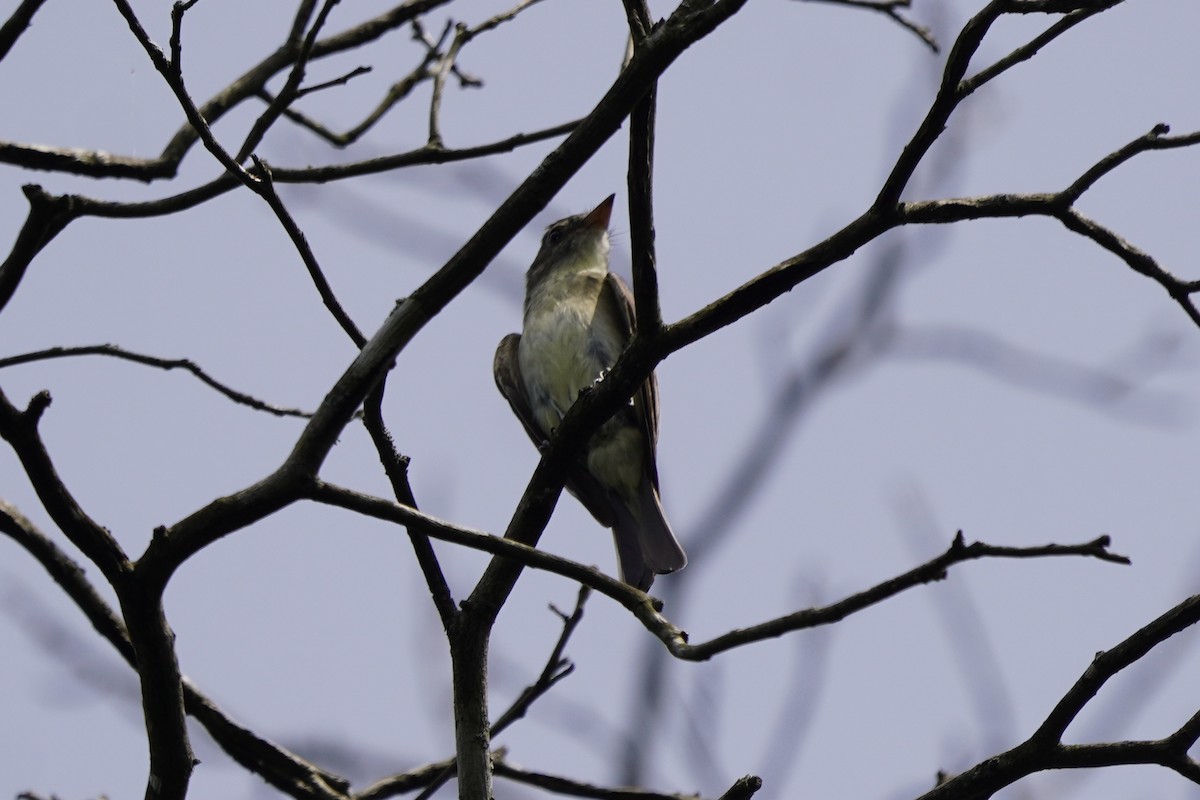 Eastern Wood-Pewee - ML641811989