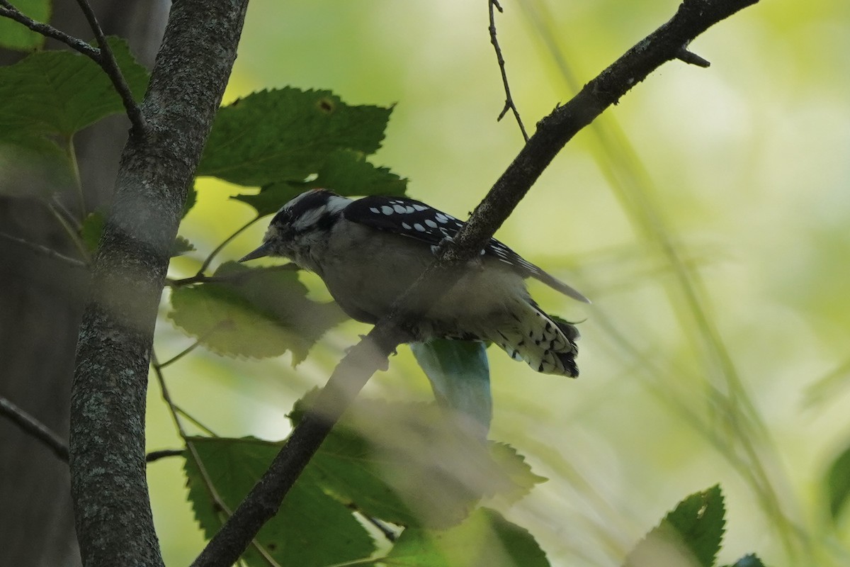 Downy Woodpecker - ML641811998