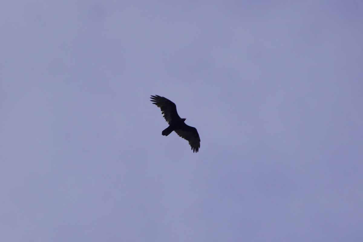 Turkey Vulture - ML641812000