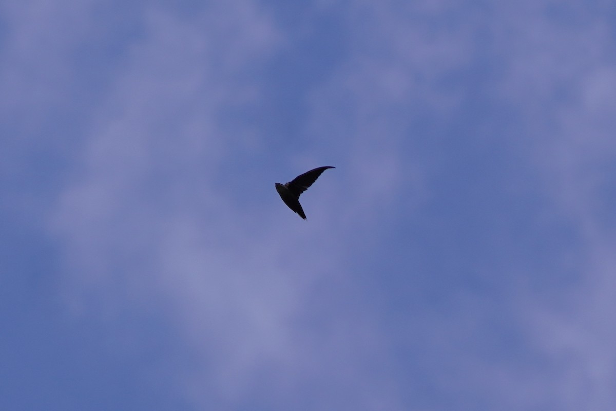 Chimney Swift - ML641812014