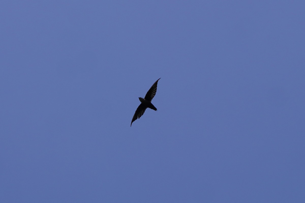 Chimney Swift - ML641812015