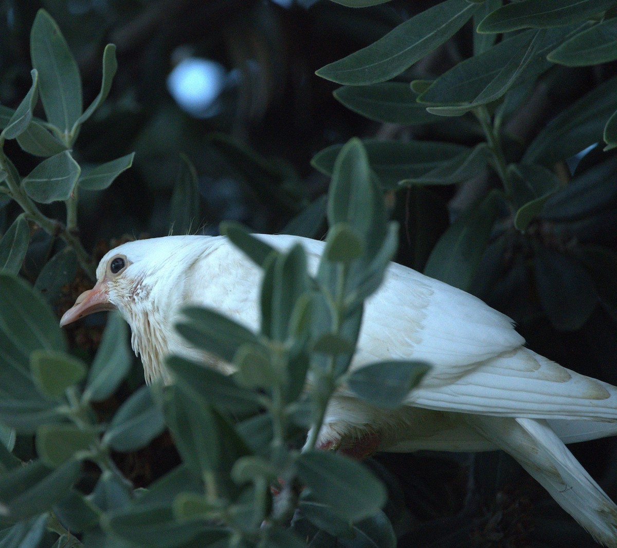 pigeon/dove sp. - ML641812016