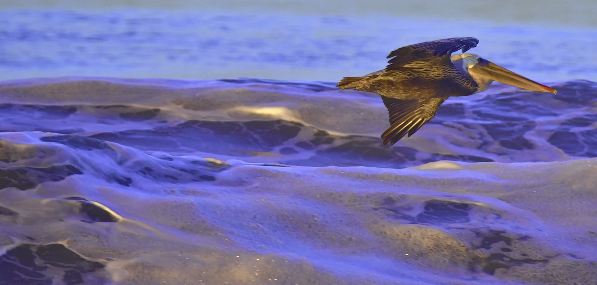 Brown Pelican (California) - ML641812026