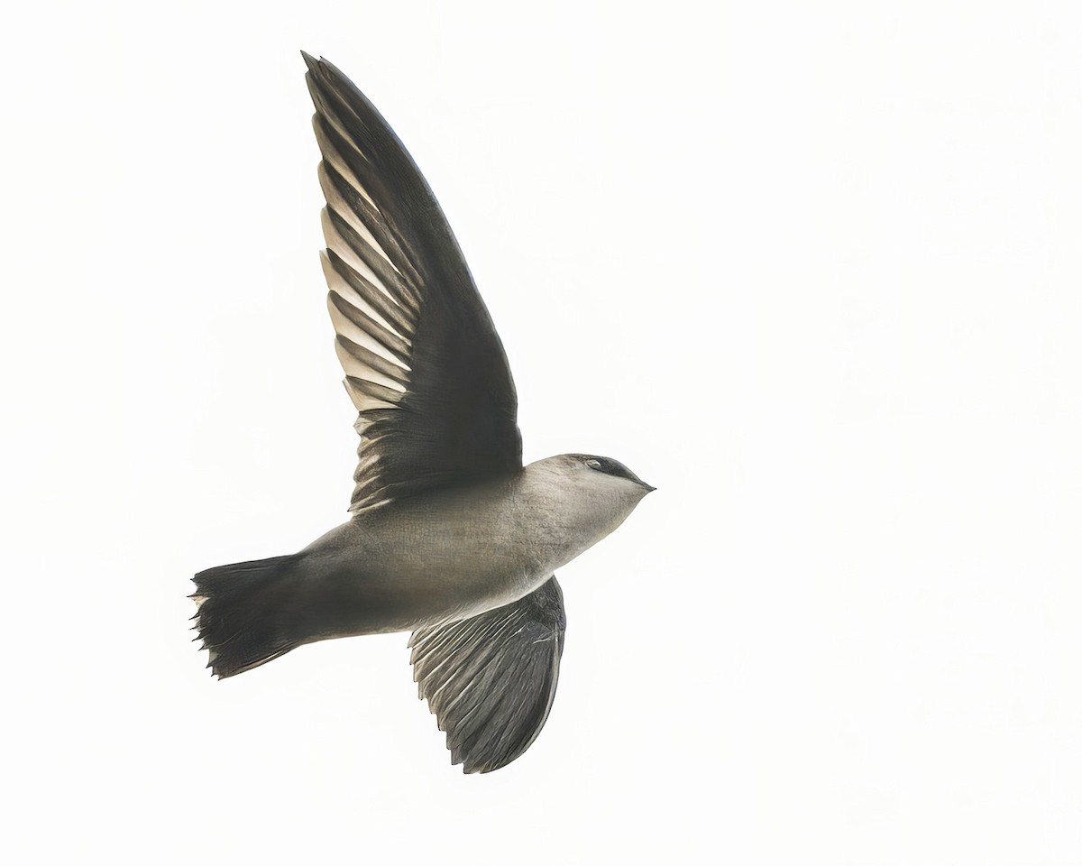 Vaux's Swift - ML641812037