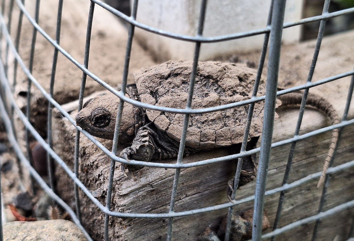 Common Snapping Turtle - ML641812050