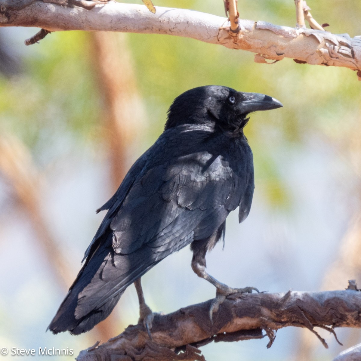 Torresian Crow - ML641812062