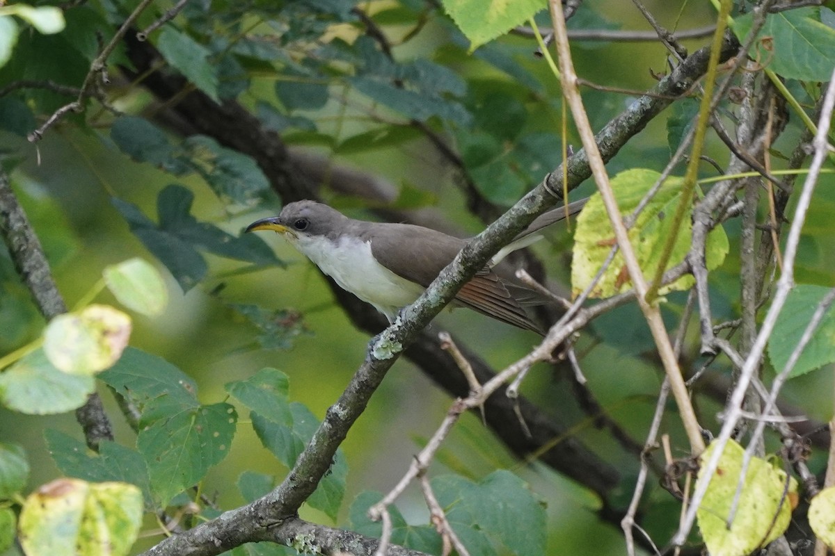 Yellow-billed Cuckoo - ML641812067