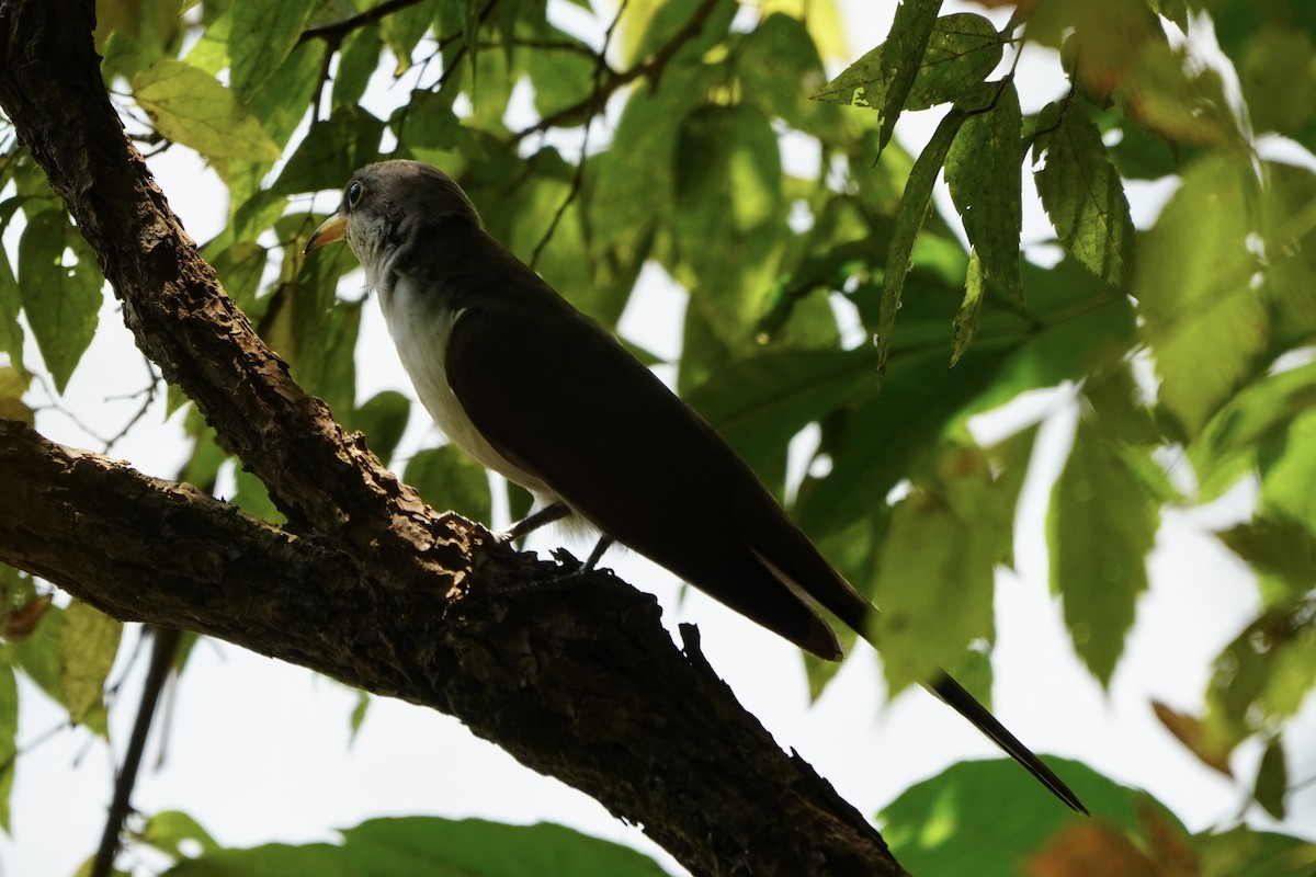 Yellow-billed Cuckoo - ML641812068