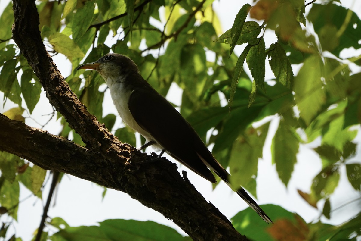Yellow-billed Cuckoo - ML641812069