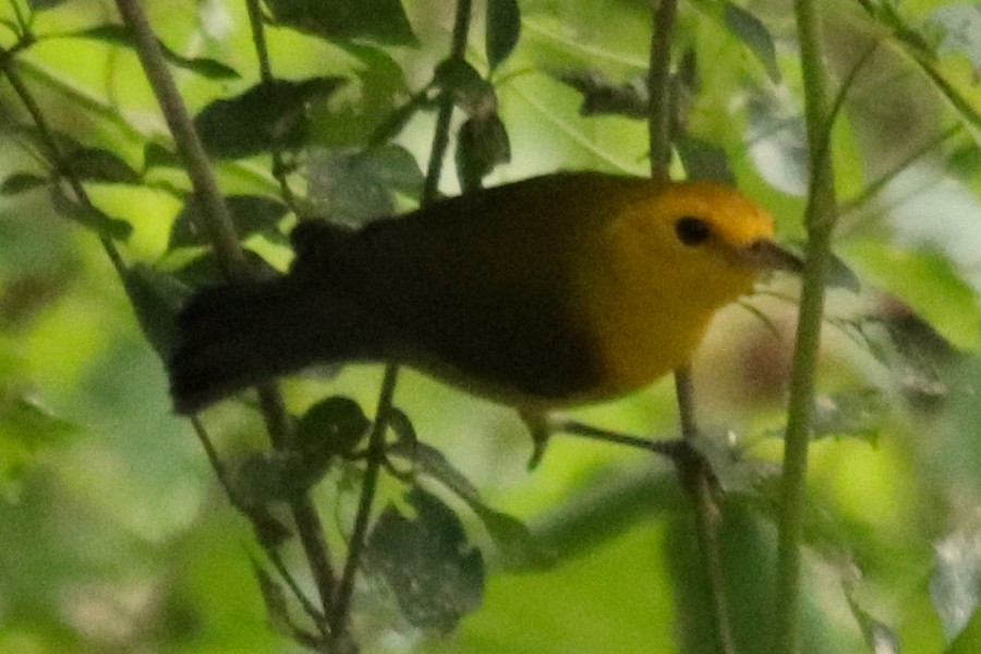Prothonotary Warbler - ML641812093