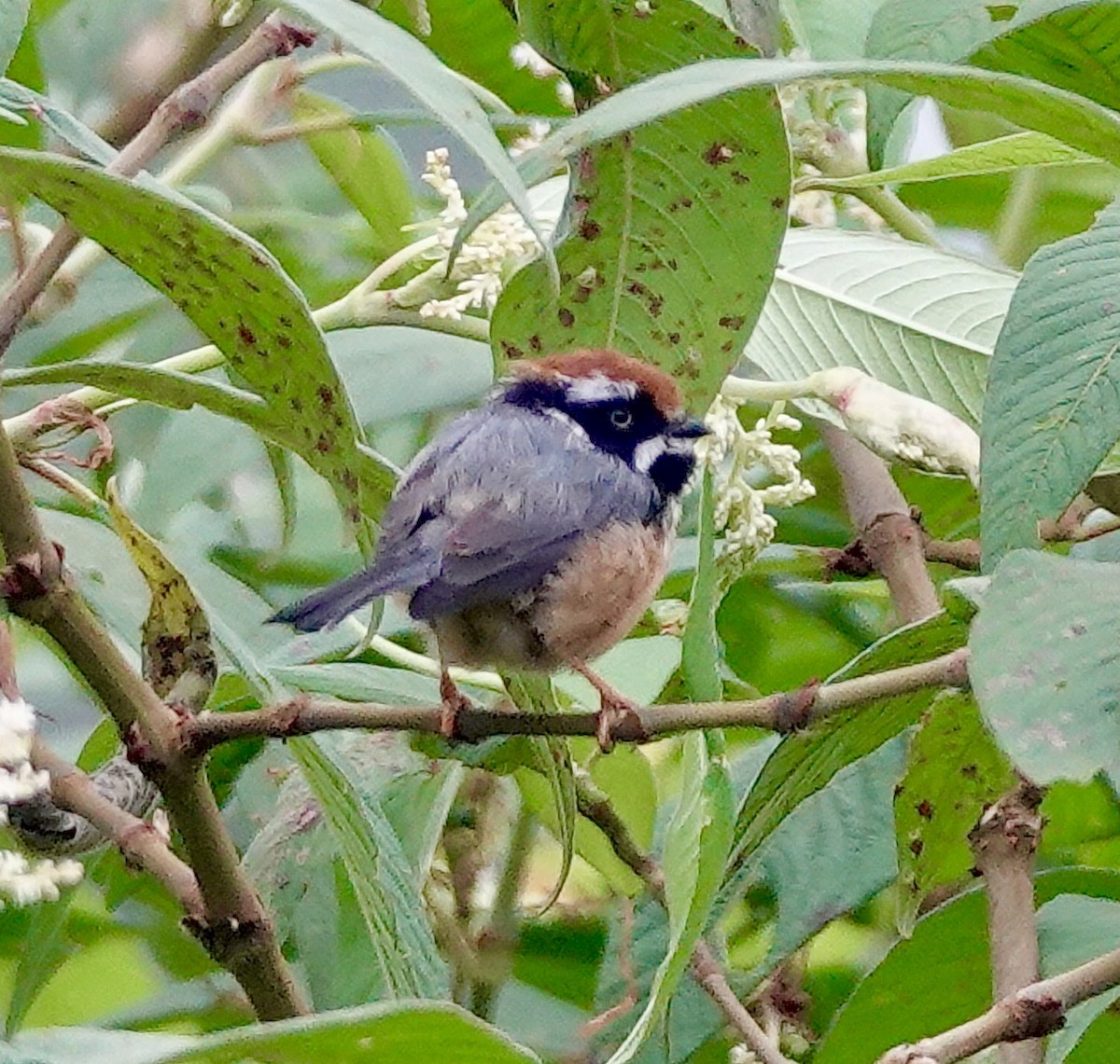 Black-throated Tit - ML641812121