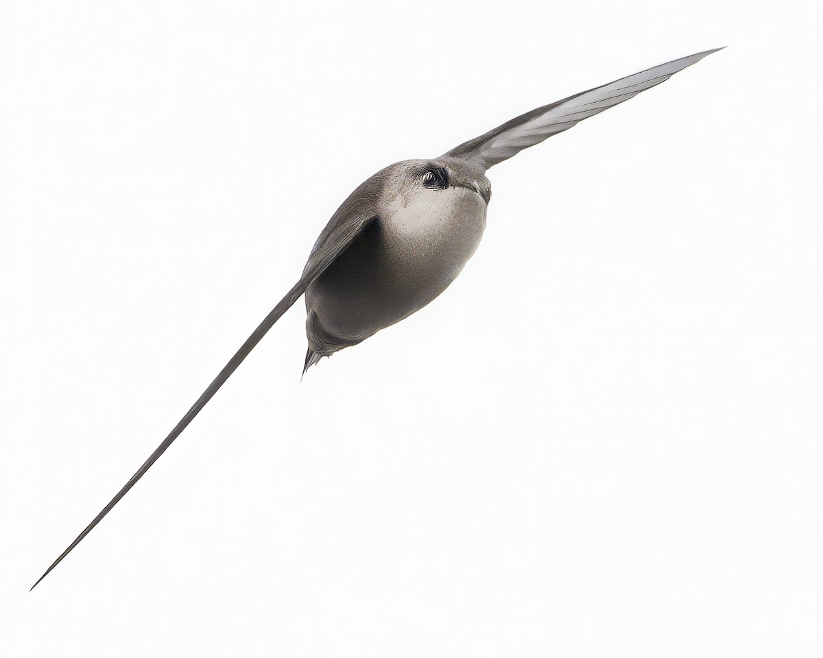 Vaux's Swift - ML641812152