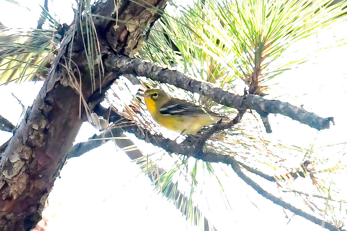 Pine Warbler - ML641812153