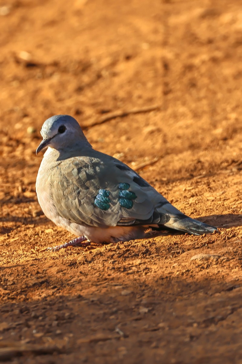 Emerald-spotted Wood-Dove - ML641812175