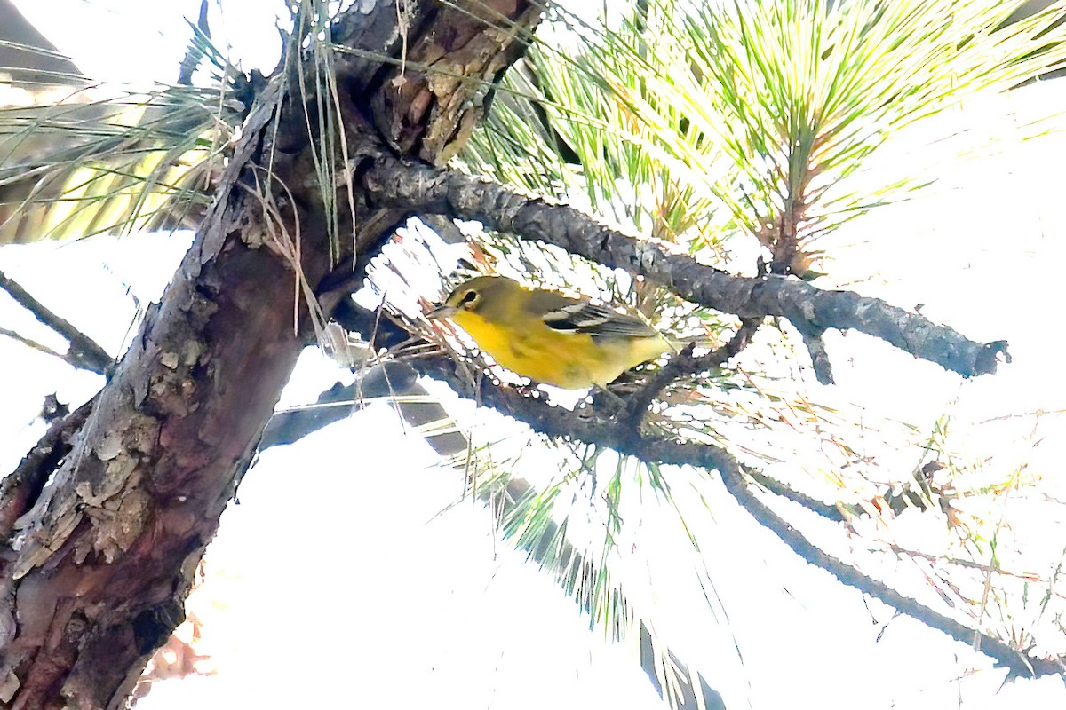 Pine Warbler - ML641812194