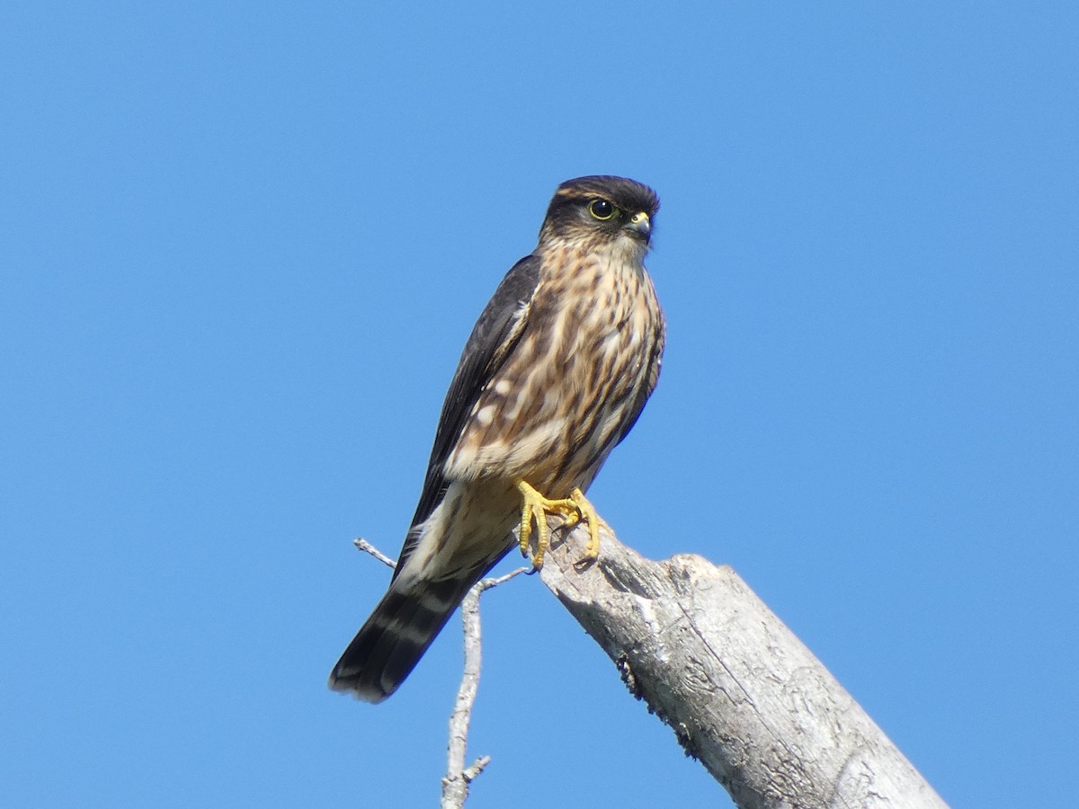 Merlin - ML641812195