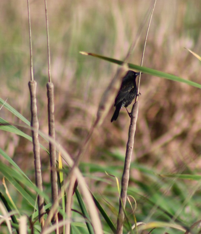 Yellow-winged Blackbird - ML641812197
