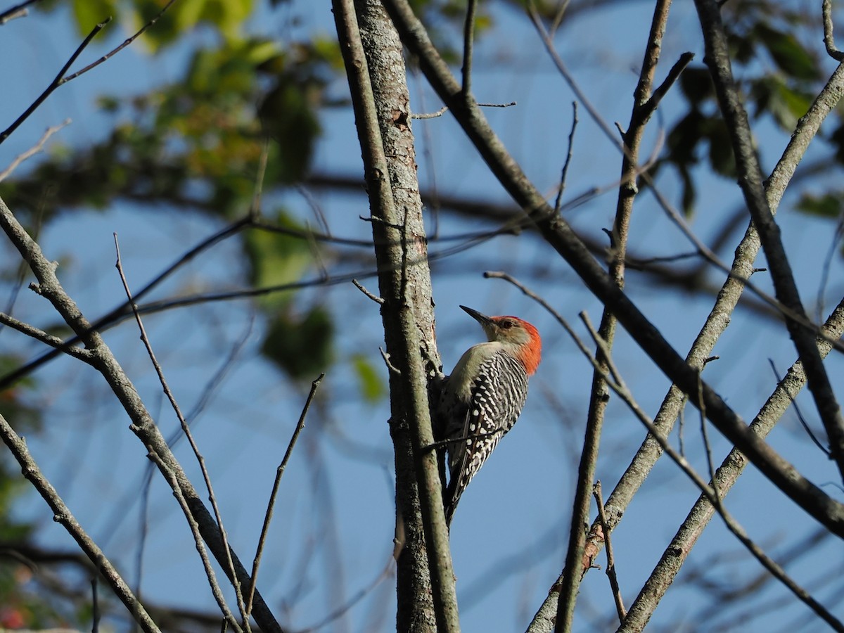 Red-bellied Woodpecker - ML641812213