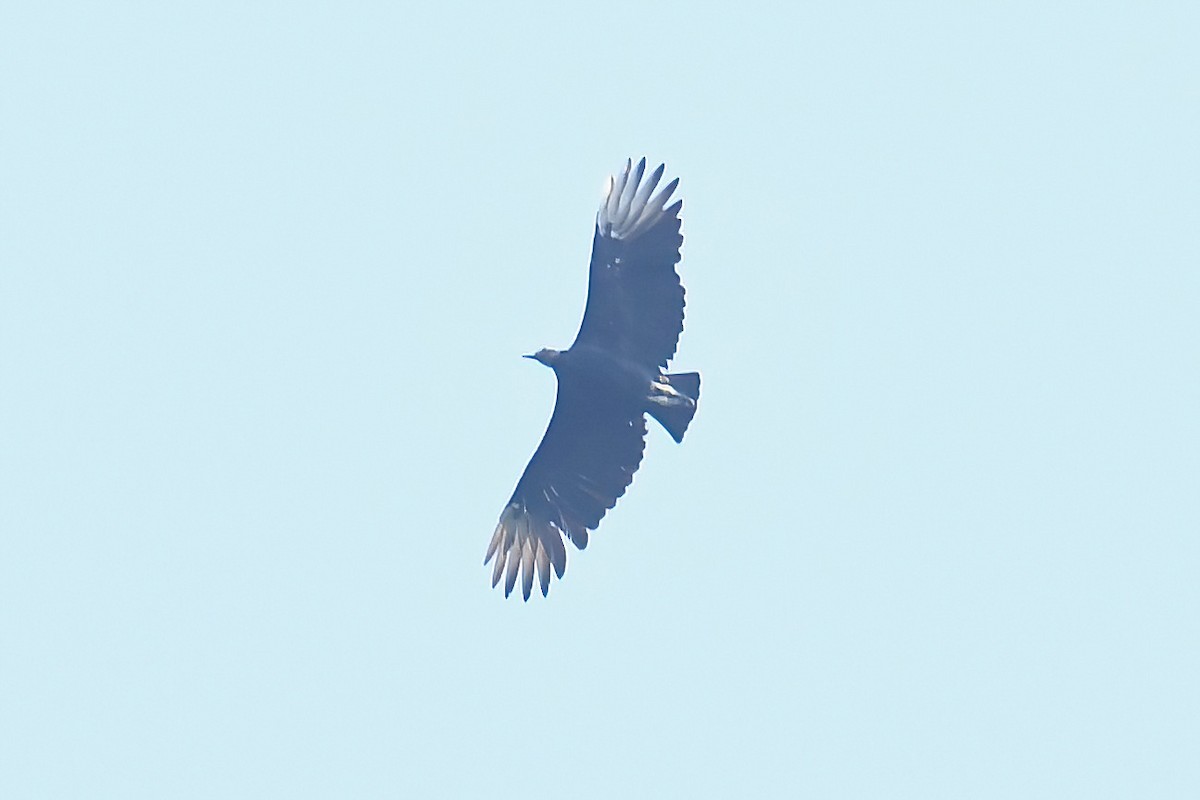 Урубу - ML641812221