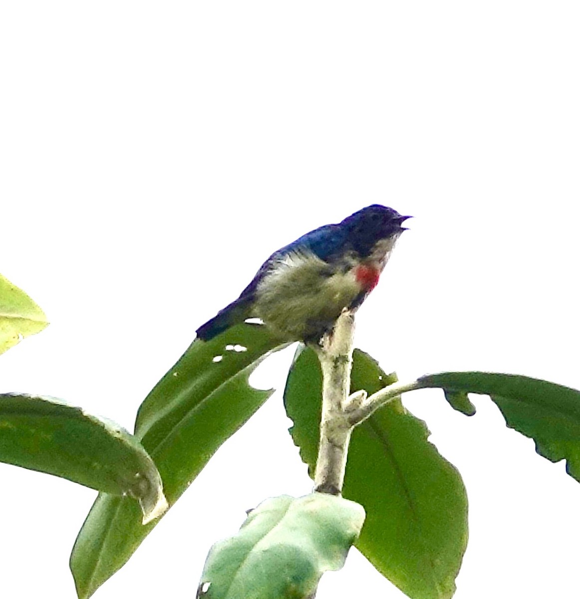 Fire-breasted Flowerpecker - ML641812224