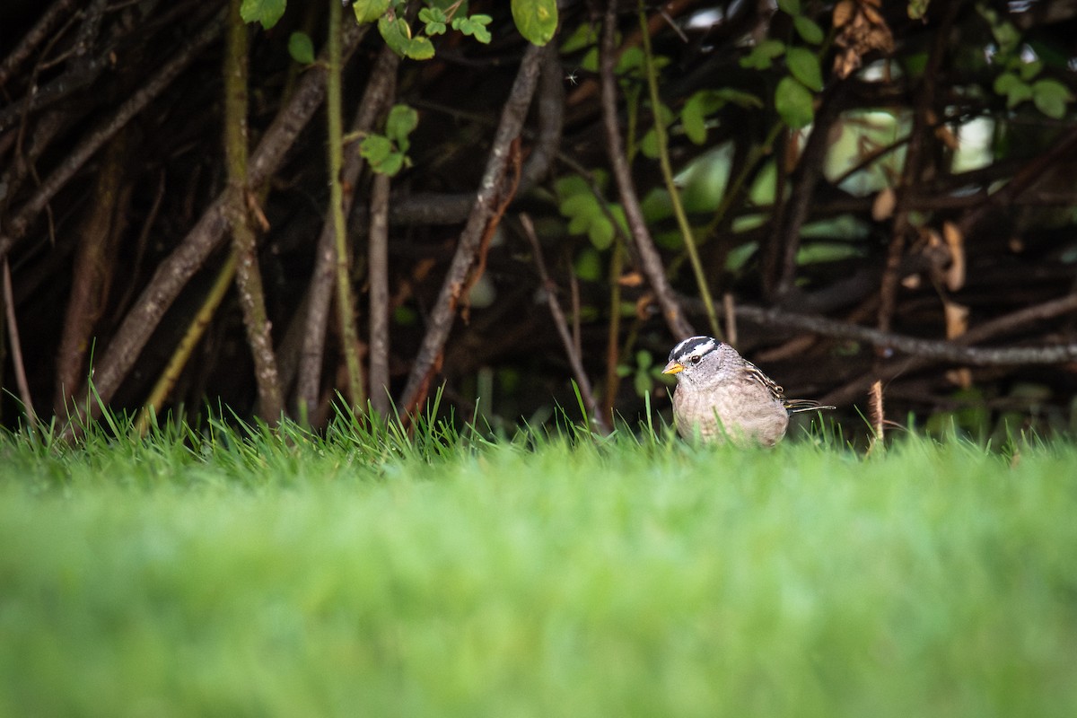 White-crowned Sparrow - ML641812233