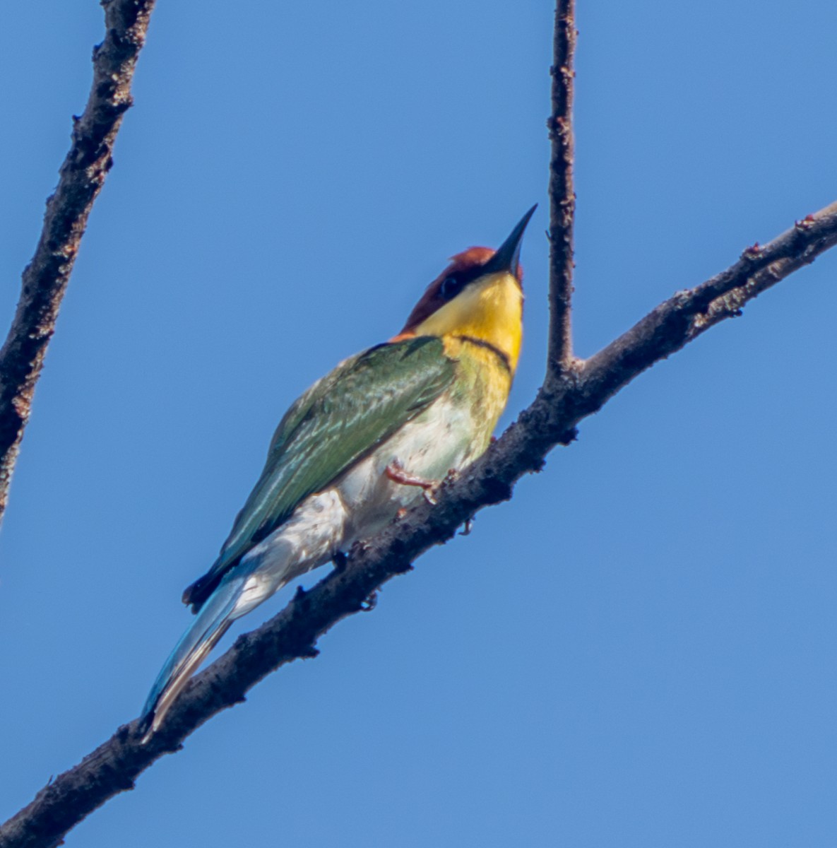 Chestnut-headed Bee-eater - ML641812262