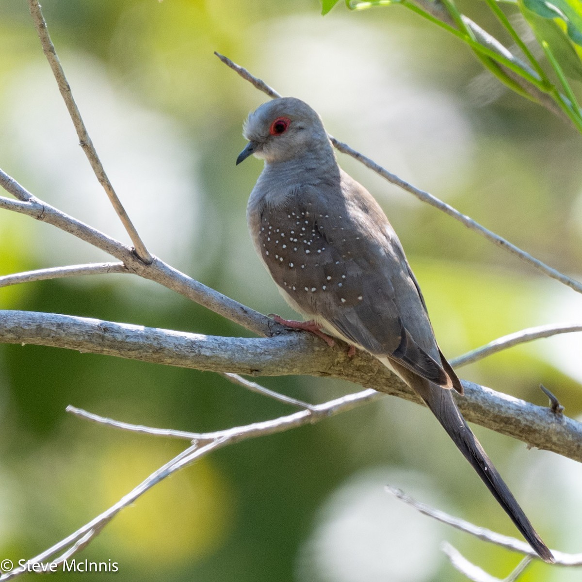 Diamond Dove - ML641812281