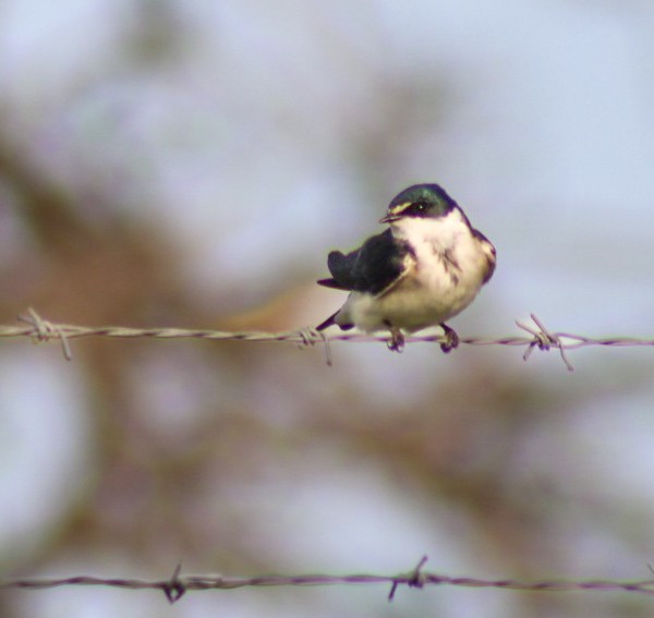 White-rumped Swallow - ML641812283