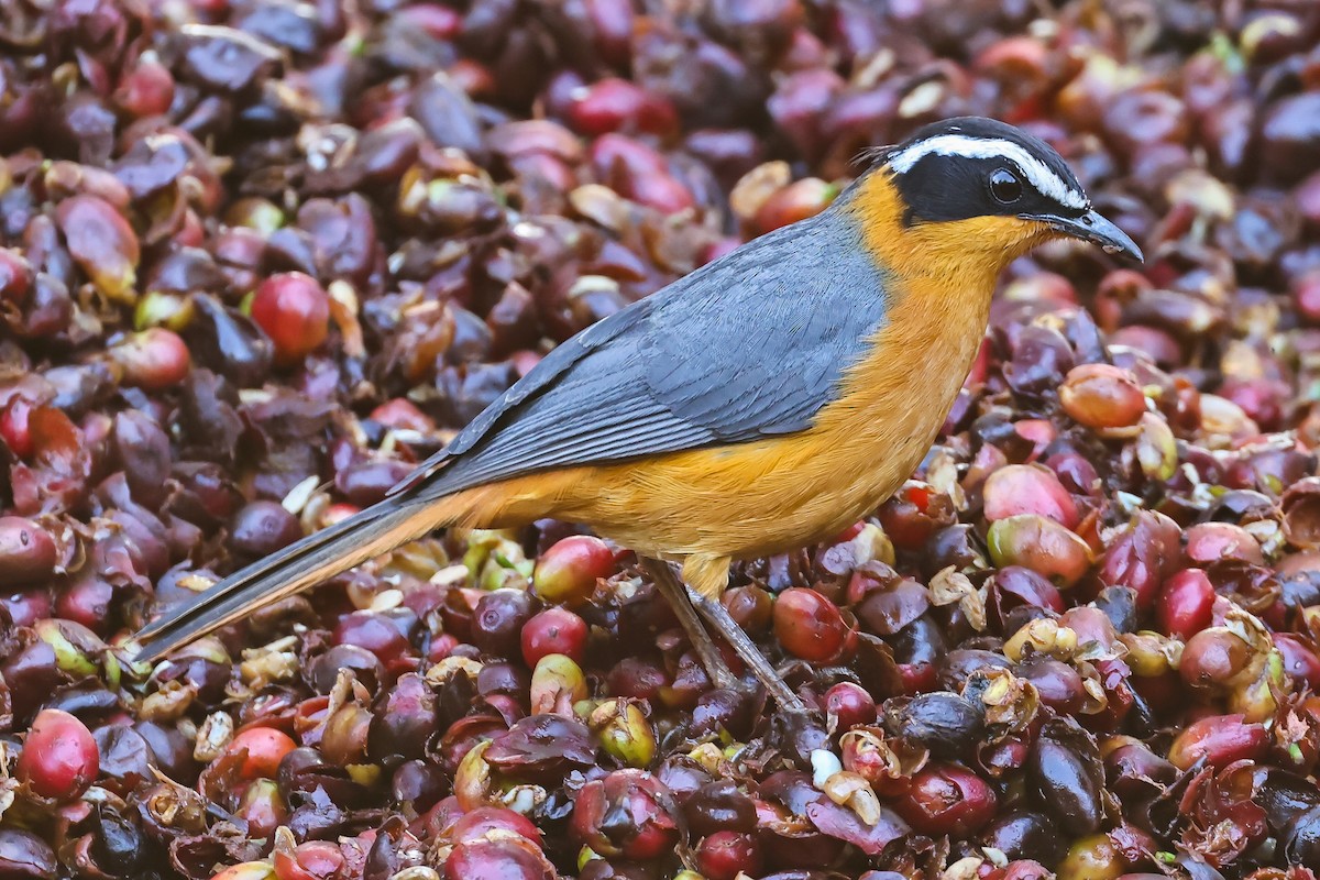 White-browed Robin-Chat - ML641812284