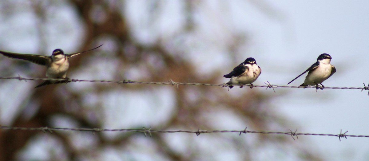 White-rumped Swallow - ML641812288