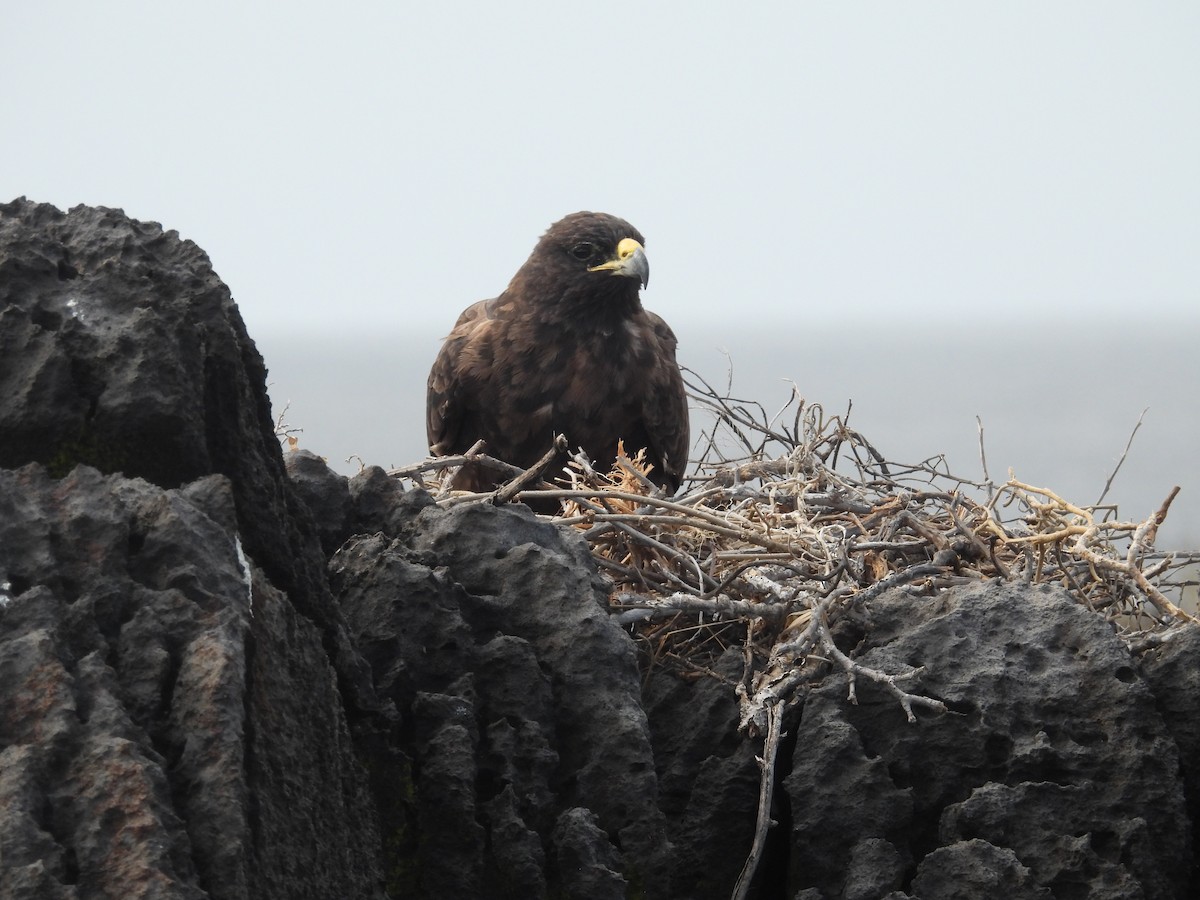 Galapagos Hawk - ML641812307