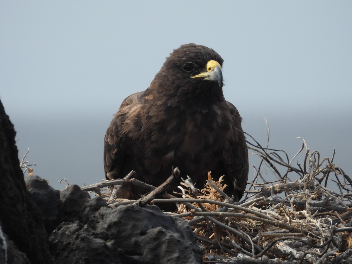 Galapagos Hawk - ML641812308