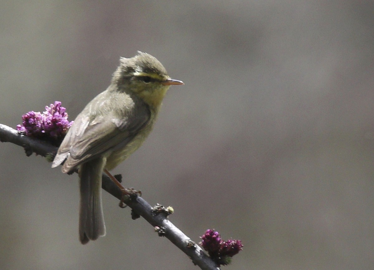 Tickell's Leaf Warbler (Alpine) - ML64181231