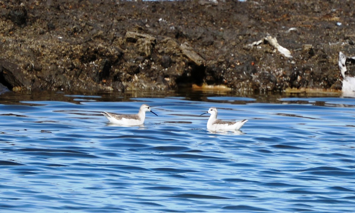 Wilson's Phalarope - ML641812318