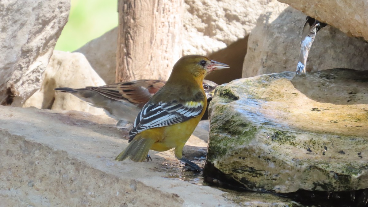 Baltimore Oriole - ML641812320