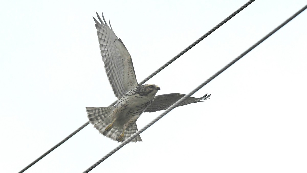 Broad-winged Hawk - ML641812325