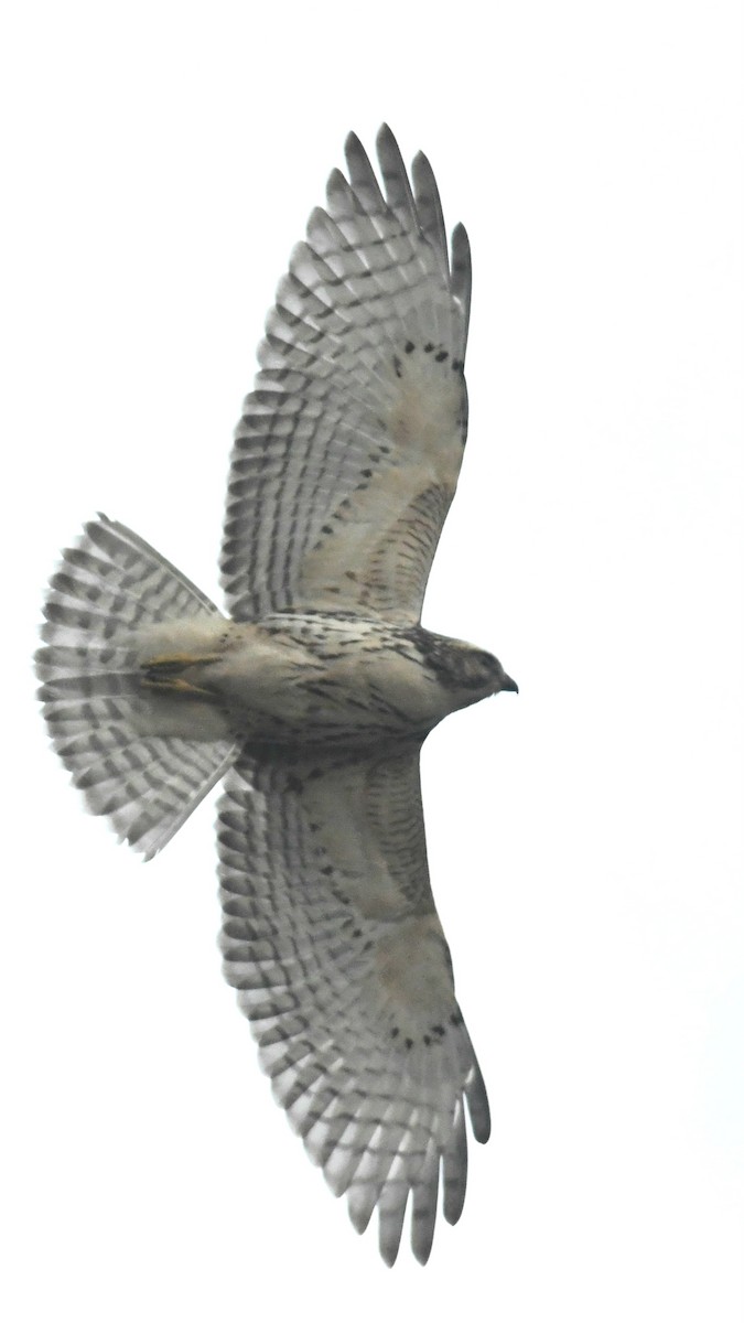 Broad-winged Hawk - ML641812326