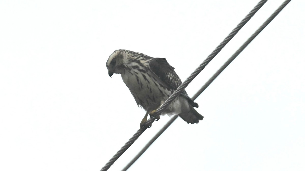 Broad-winged Hawk - ML641812327